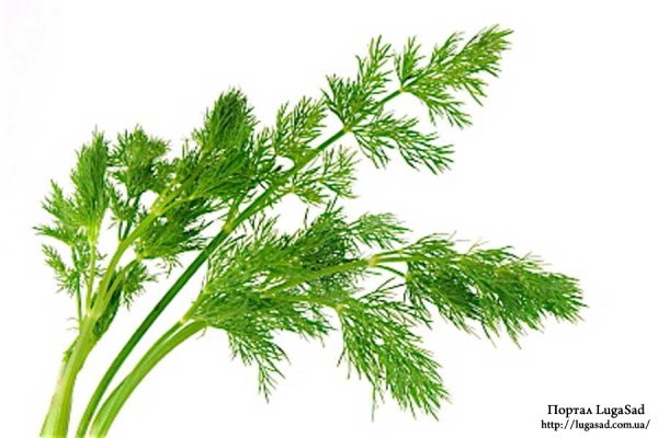 Укроп мультяшный