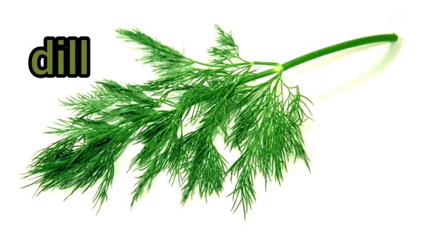 Веточка укропа