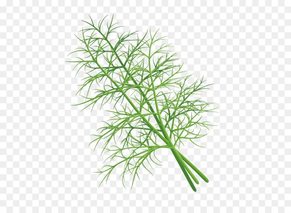 Фенхель ветка