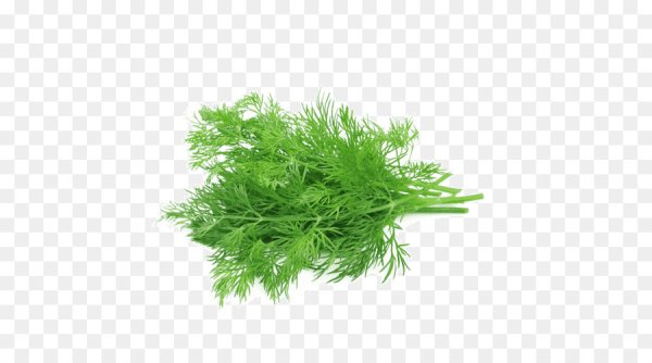 Fennel Dill