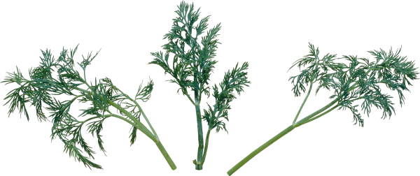 Фенхель ветка