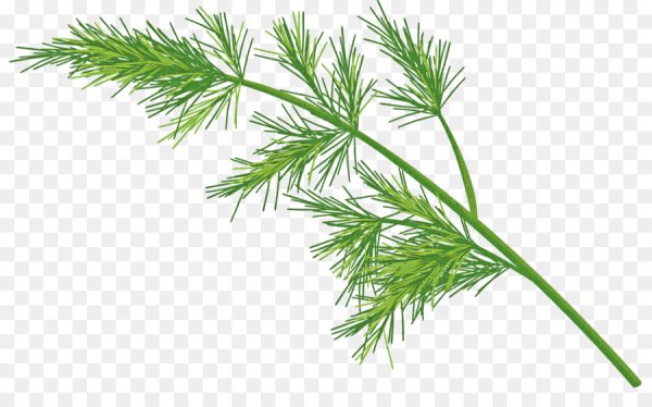 Укроп сверху