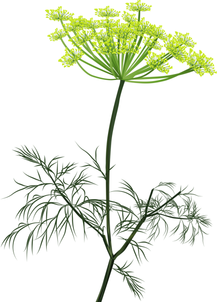 Сушеные соцветия укропа