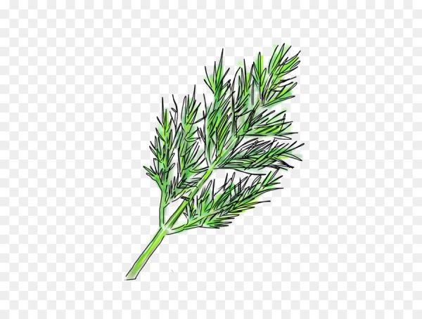 Веточка укропа рисунок