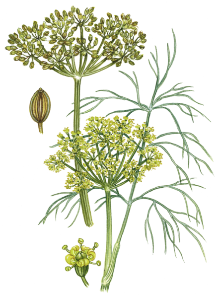 Семейство сельдерейные укроп