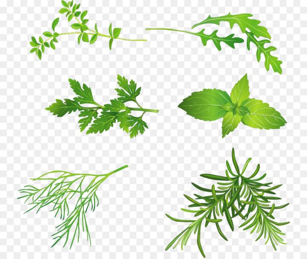 Травы петрушка розмарин укроп