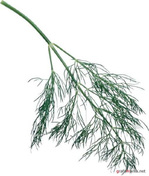 Зелень укроп