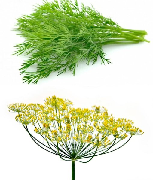 Укроп соцветие