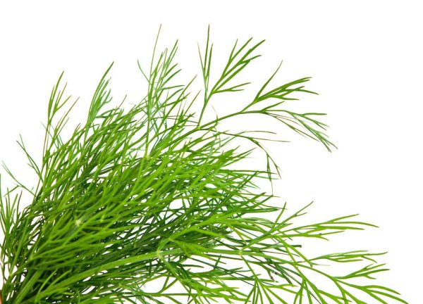 Зелень укроп