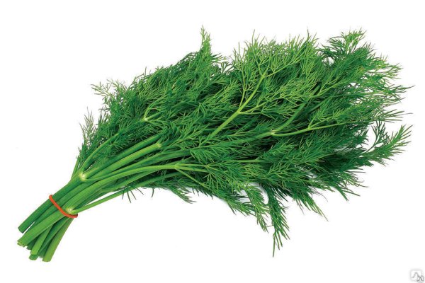 Укроп Гринсливз
