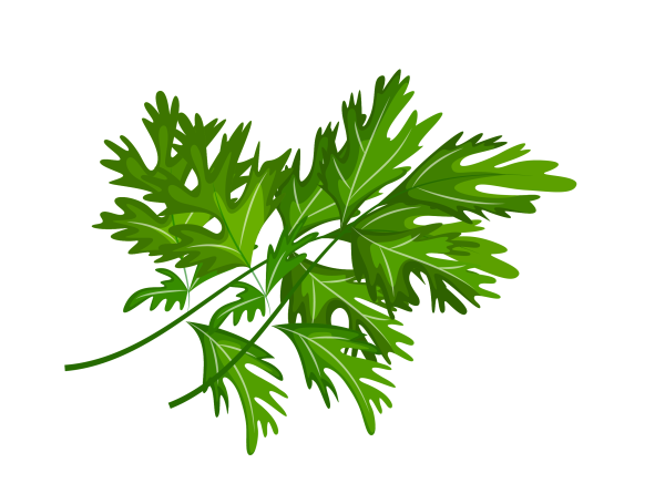 Укроп петрушка вектор