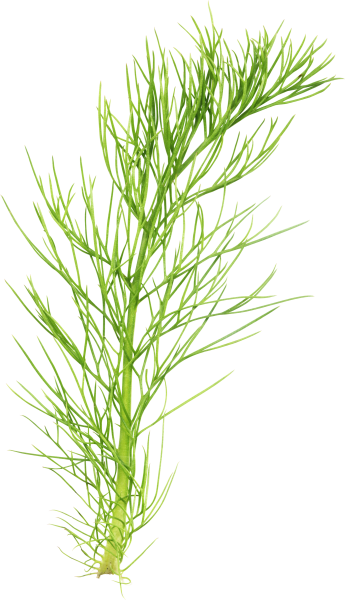 Фукус, укроп, хвощ полевой.