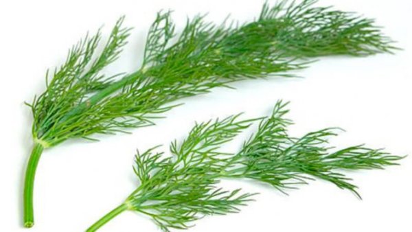 Фенхель ветка