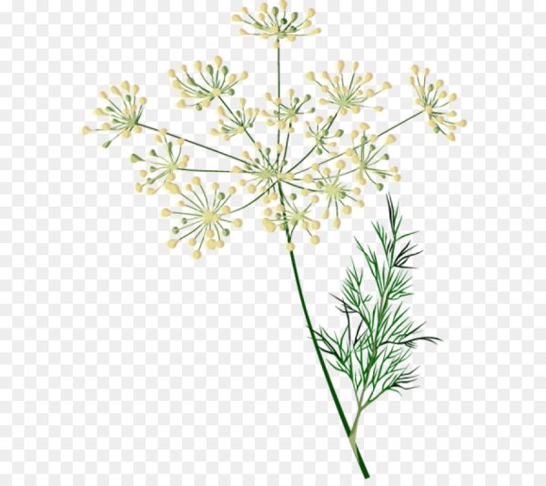 Соцветие зонтик укроп