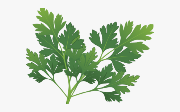 Петрушка трава