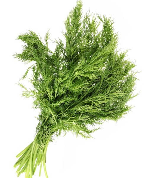 Фенхель зелень