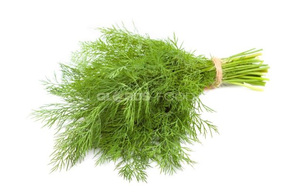 Фенхель пучок