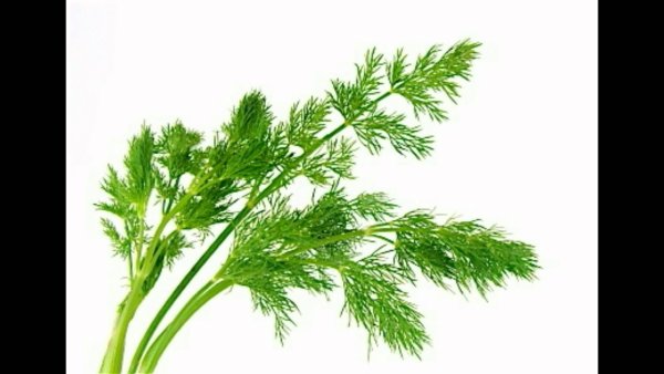 Веточка укропа