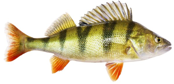 Окунь на белом фоне