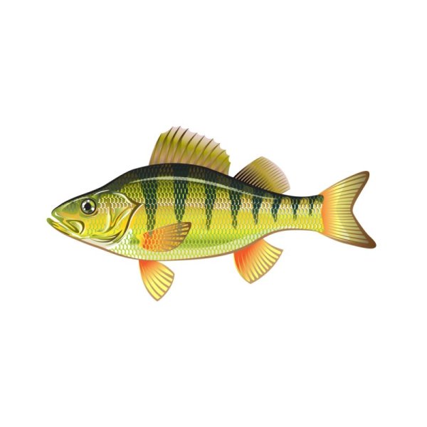 Окунь на белом фоне