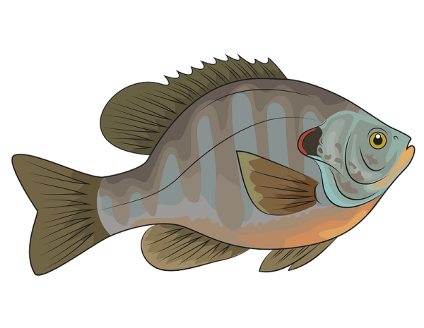 Окунь клипарт 1800х1800