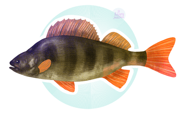 Рыба без плавников