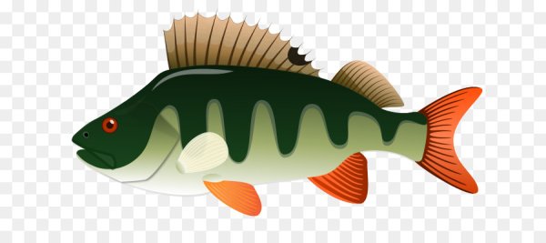 Окунь на белом фоне для детей