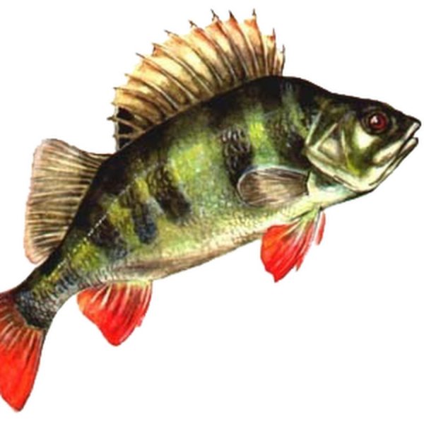 Рыба окунь для детей