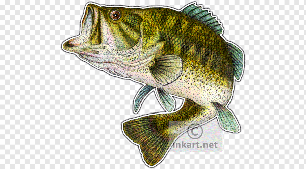 Рыба Судак вектор