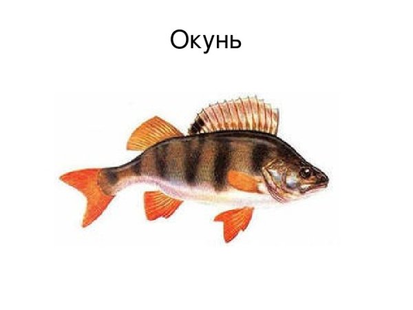 Окунь на белом фоне