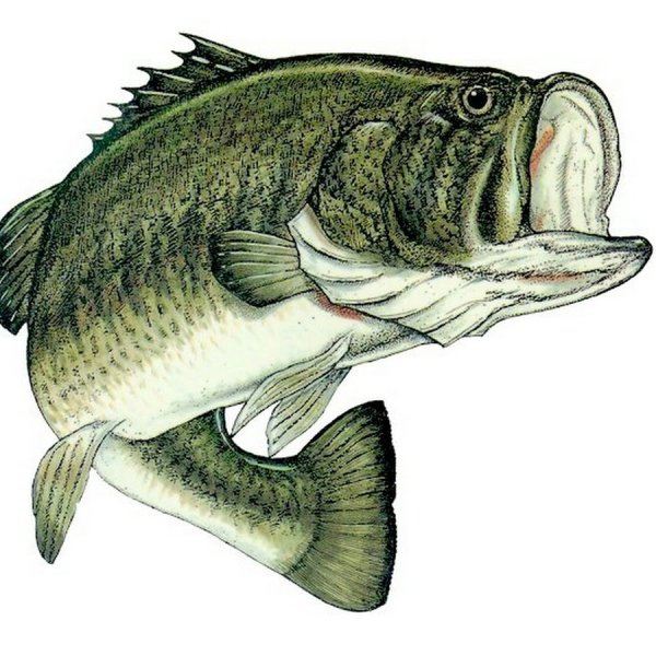 Хищная рыба рисунок