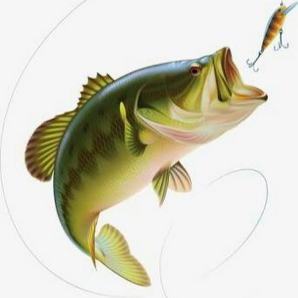 Окунь на прозрачном фоне