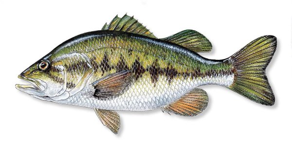 Большеротый окунь