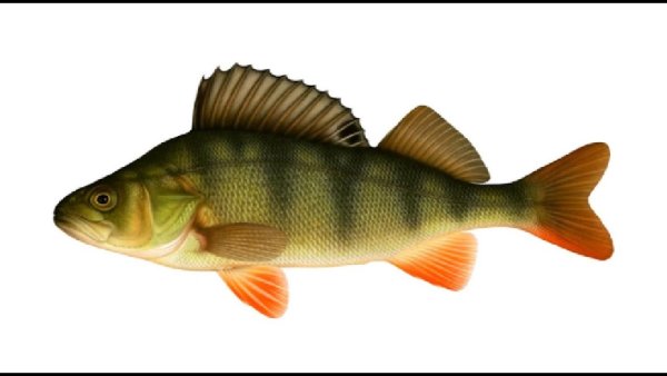 Окунь без фона