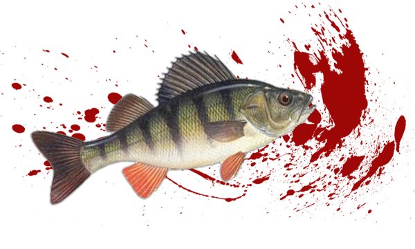 Окунь Курвила