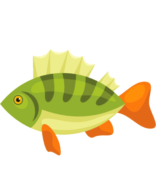 Рыба окунь вектор