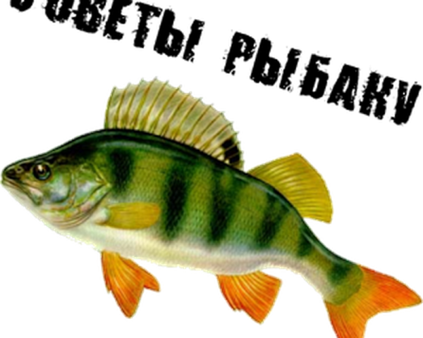 Изображение окуня