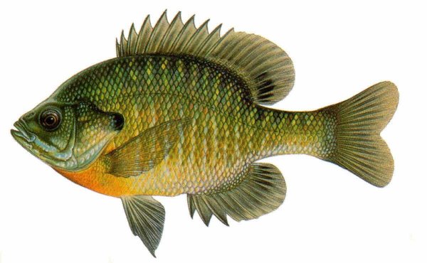 Bluegill Lepomis macrochirus