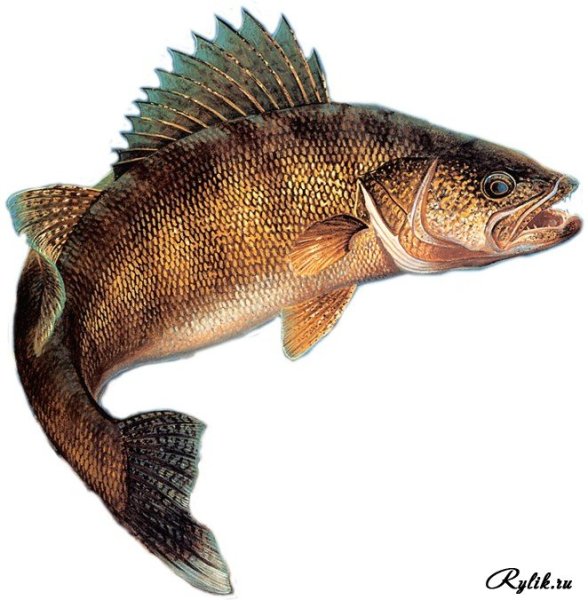 Ерш на белом фоне