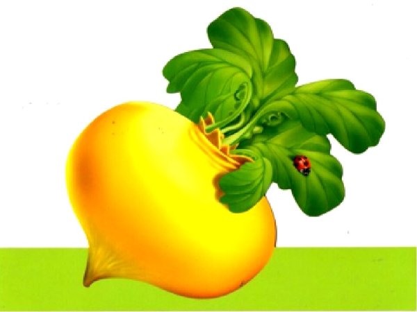 Репка овощ для детей
