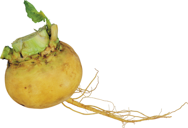 Редька репа брюква