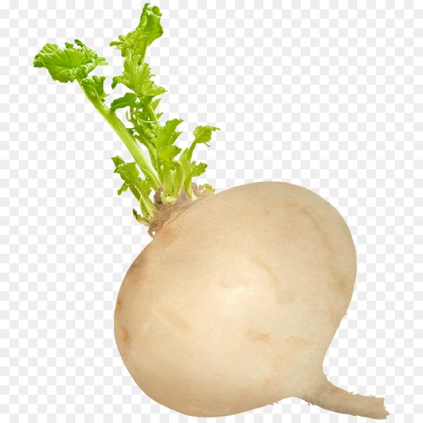 Репа редька турнепс