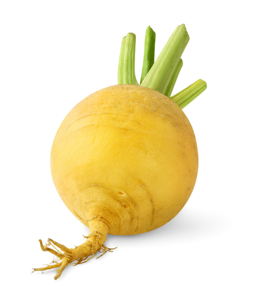 Репа Огородная