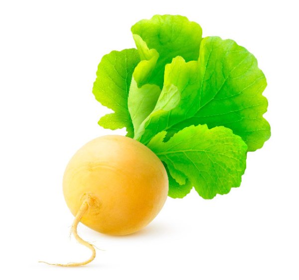 Репа на прозрачном фоне