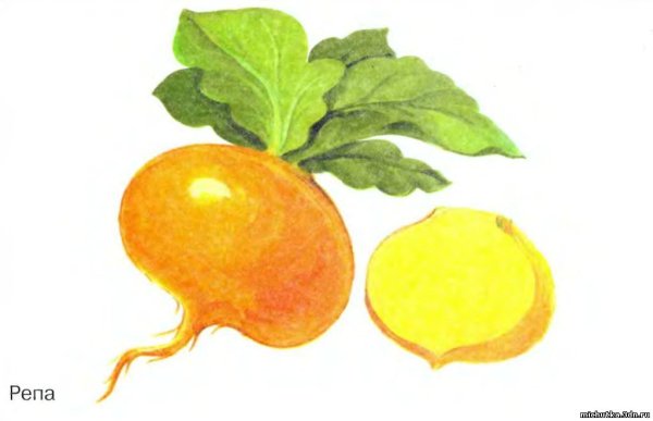 Картина репа для детей