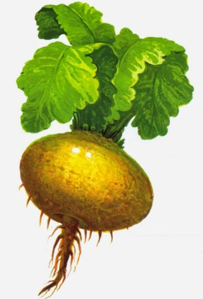 Репка овощ