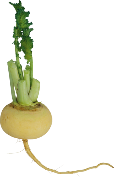 Репа и Репка