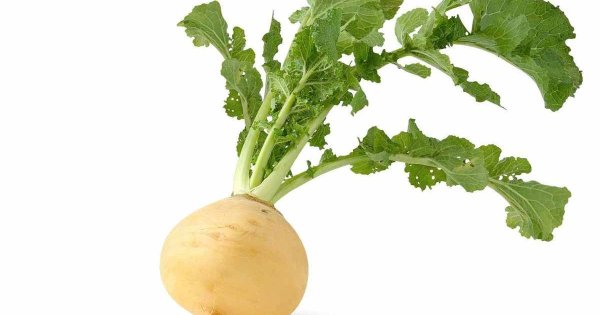 Репа в разрезе на белом фоне