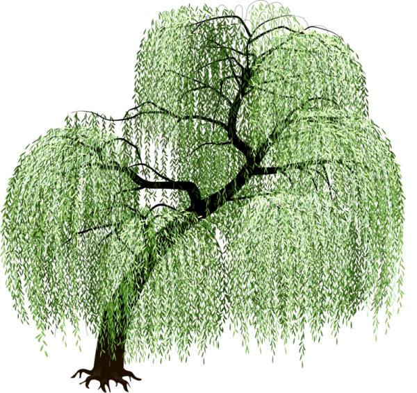 Деревья на прозрачной основе