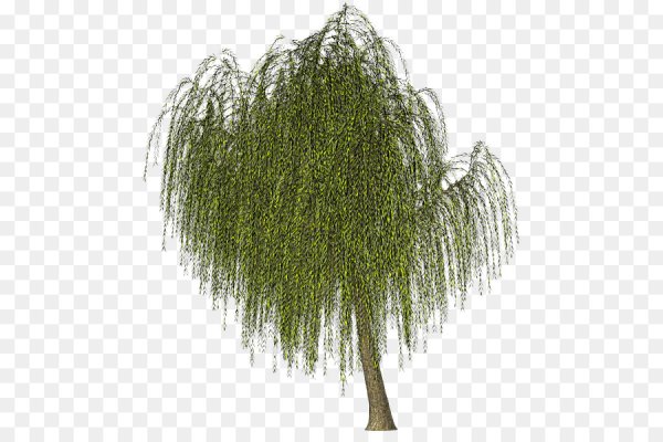 Плакучие ивы и березы